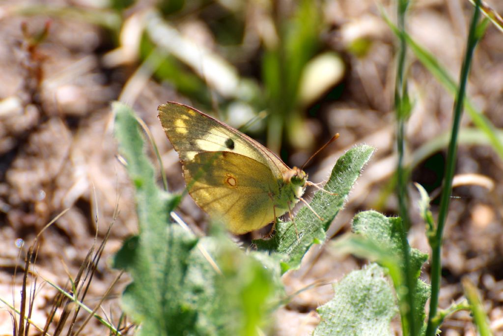 Colias crocea forma helice?